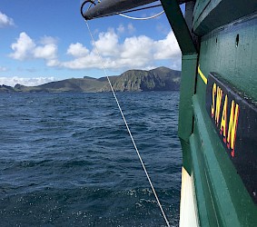 Swan Approaching St Kilda