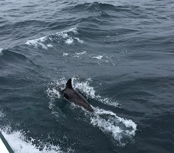 Some of the wildlife which joined us on our travels