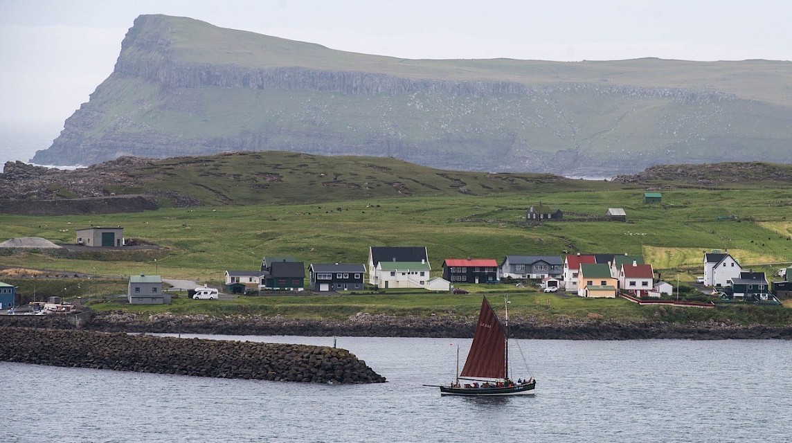 Swan sailing in Faroe