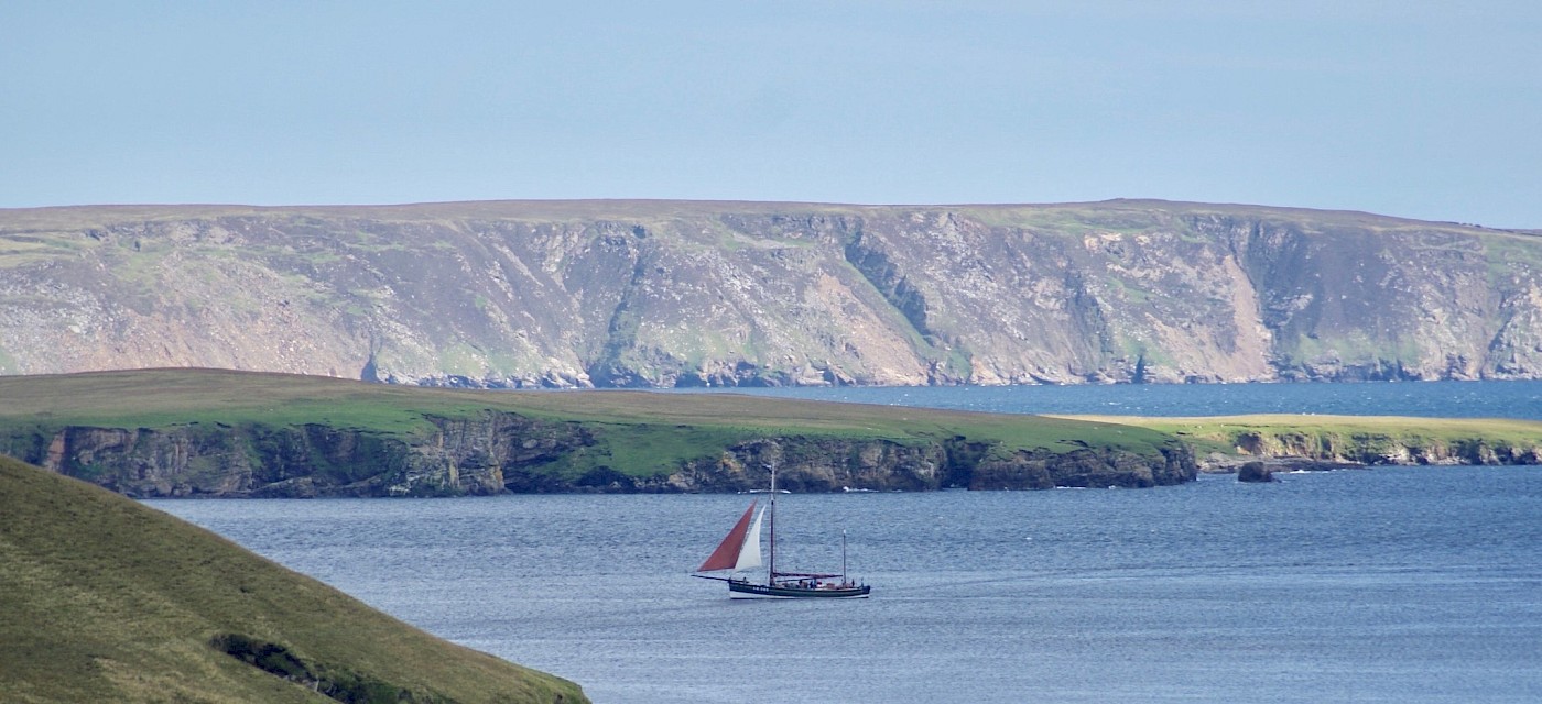 Swan sailing in Yell, during a school visit, ©Elizabeth Mann