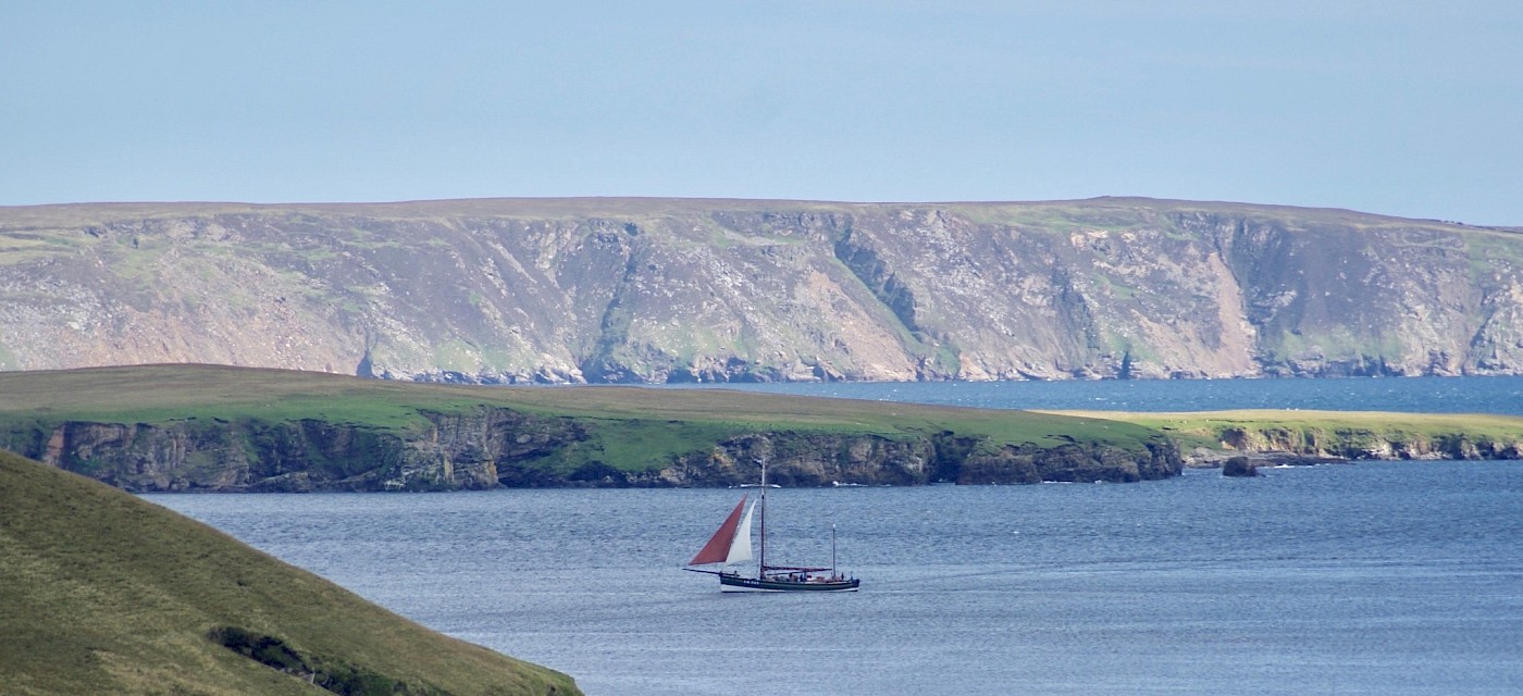 Swan sailing in Yell, during a school visit, ©Elizabeth Mann