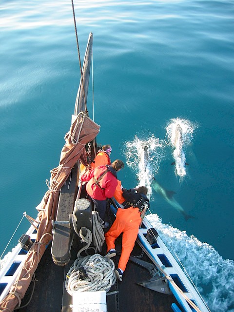 Dolphins swimming alongside Swan