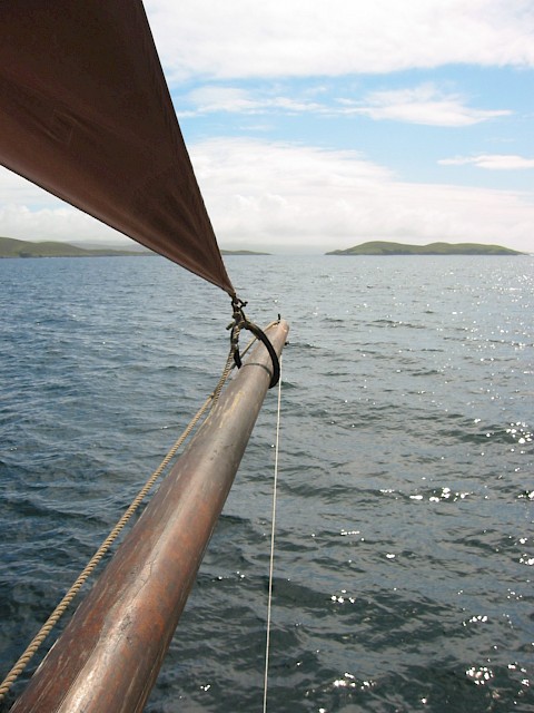 Swan approaching land