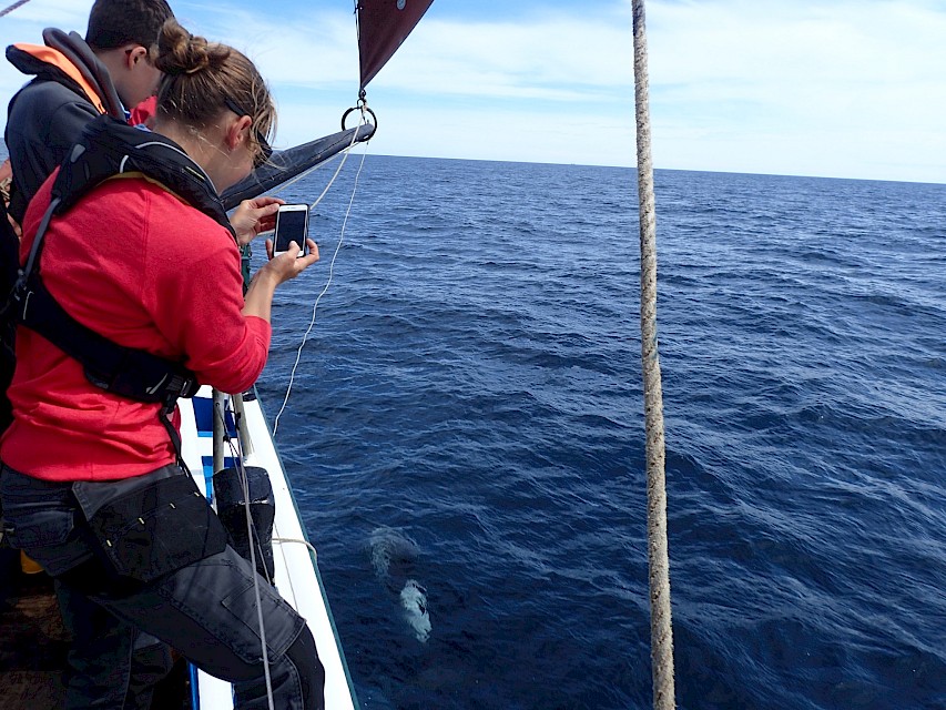 Getting ready to take pictures of dolphins alongside Swan