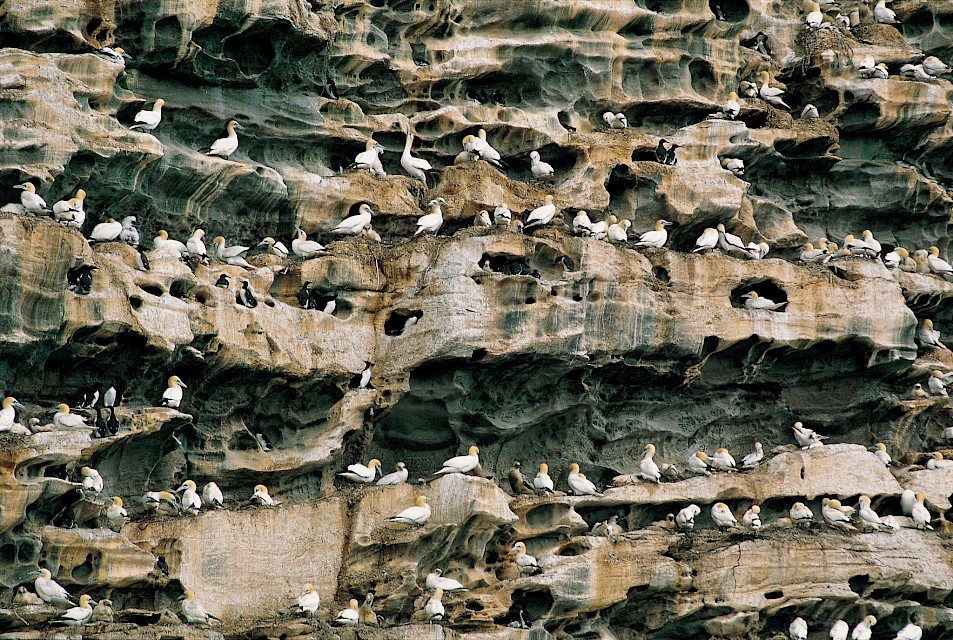 The cliffs of Noss National Nature Reserve Image: Paul Tomkins/VisitScotland