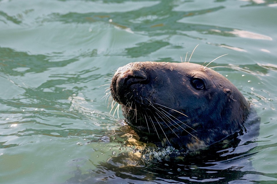 Seal. Image: VisitScotland/Paul Tomkins