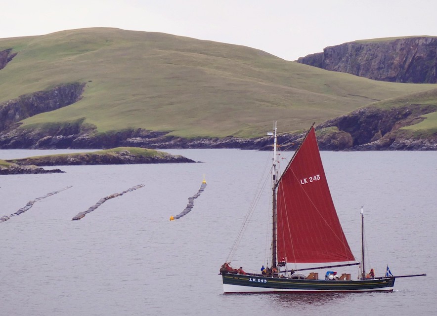 Swan during the 2021 Walls Regatta. Image Alison Rendall