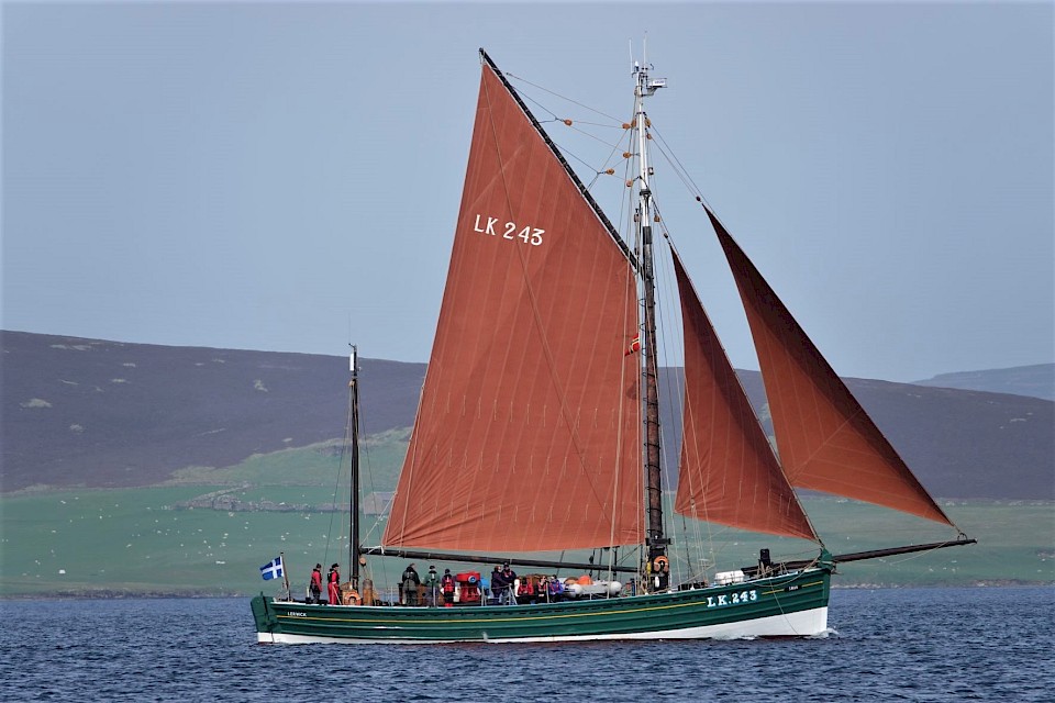 Swan sailing in Orkney. Image, Gary Nicolson